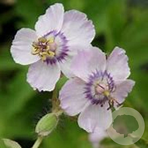 Geranium ph. 'Wendy's Blush' GM P9