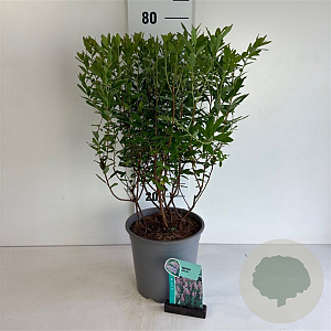 Spiraea billardii 60-80 cm 6,5L