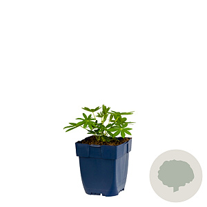 Lupine 'Noblemaiden' GM  P11