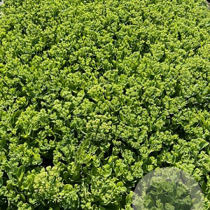 Sedum 'Herbstfreude' GM 2,0L