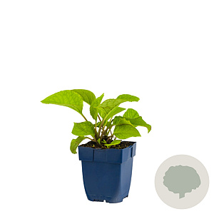 Trachystemon orientalis GM  P11
