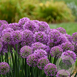 Allium 'Serendipity' GM P9