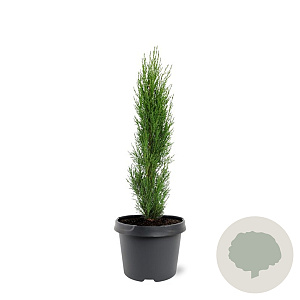 Cupressus semp. 'Totem' 40-50 cm 3,0L