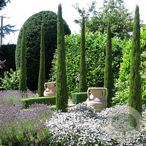 Cupressus semp. 'Totem' 40-50 cm 3,0L