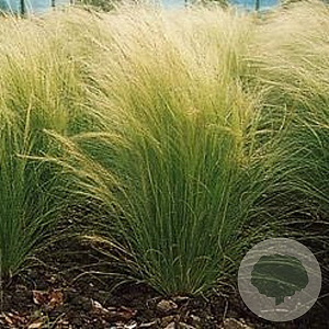 Stipa tenuissima 'Ponytails' GM P9