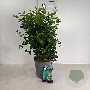 Symphoricarpos d. 'White Hedge' 50-60 cm 6,5L