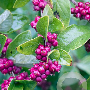 Symphoricarpos orbiculatus 40-60 cm 2,0L