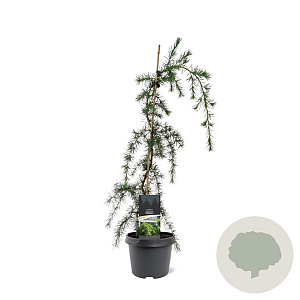 Cedrus deod. 'Pendula' 50-60 cm 3,0L