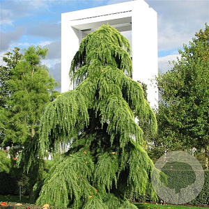 Cedrus deod. 'Pendula' 50-60 cm 3,0L