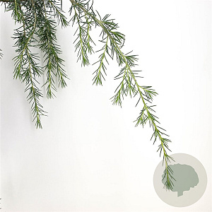 Cedrus deod. 'Pendula' 50-60 cm 3,0L