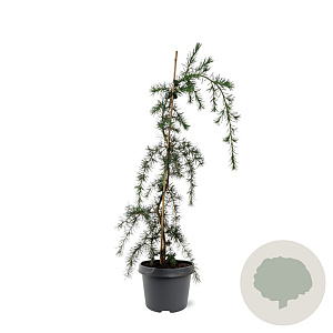 Cedrus deod. 'Pendula' 50-60 cm 3,0L