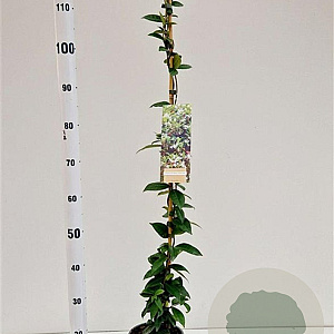 Trachelospermum jasminoides 100-125 cm 2,5L