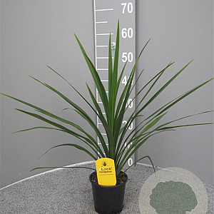 Cordyline australis 40-50 cm C1.2