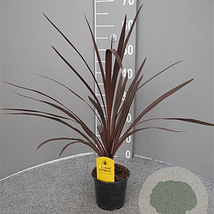 Cordyline aus. 'Red Star' 40-50 cm C1.2