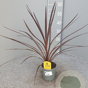 Cordyline aus. 'Red Star' 40-50 cm C1.2