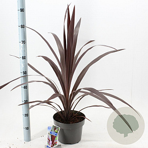 Cordyline Superstar 40-50 cm 5,0L