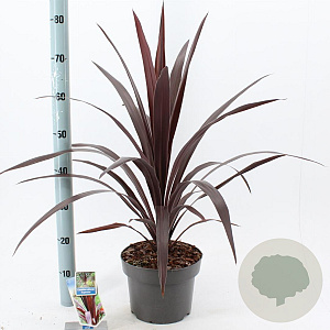 Cordyline Superstar 40-50 cm 5,0L