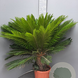 Cycas revoluta 80-100 cm 20L