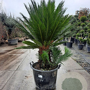 Cycas revoluta 30 cm stam container