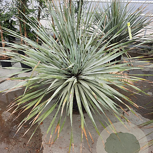 Dasylirion wheeleri 100-125 cm container meerstammig