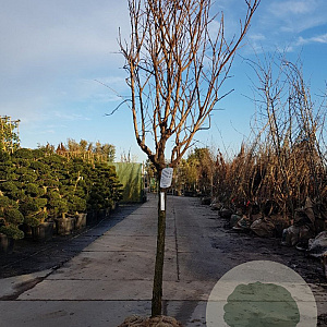 Diospyros lotus 100 cm stam container 25-30