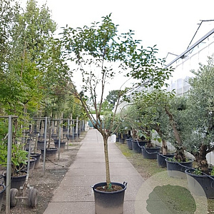 Diospyros lotus 100 cm stam container 25-30