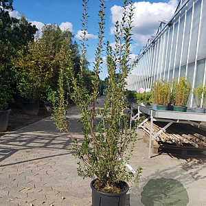 Enkianthus campanulatus 125-150 cm 20L