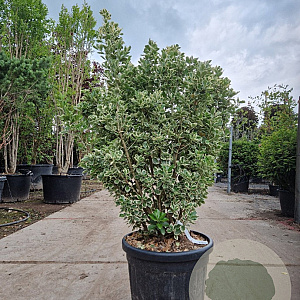 Euonymus jap. 'Kathy' 100-125 cm 35L