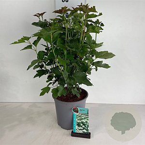 Viburnum opulus 60-80 cm 6,5L