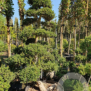 Ilex crenata 'Kimmei' 200-225 cm container met stok