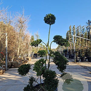 Ilex crenata 'Kimmei' 120-140 cm container schaalvorm bonsai