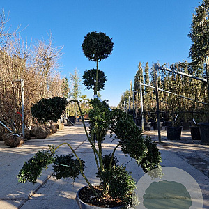 Ilex crenata 'Kimmei' 100-120stam 30L