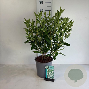 Weigela 'Candida' 50-60 cm 6,5L