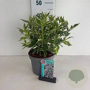 Weigela 'Nana Variegata' 40-50 cm 35L