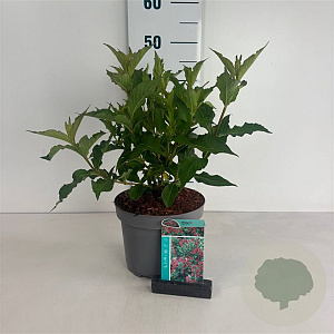 Weigela 'Red Prince' 40-50 cm 35L