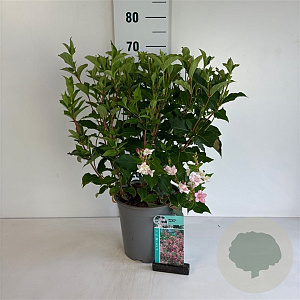 Weigela 'Styriaca' 60-80 cm 6,5L