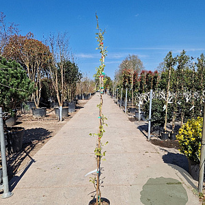 Wisteria sinensis 'Alba' 175-200 cm 10L