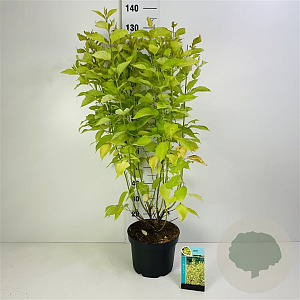 Cornus alba 'Aurea' 40-60 cm wortelgoed struik