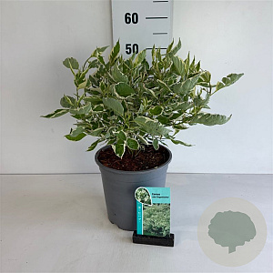Cornus alba 'Elegantissima' 60-80 cm 6,5L