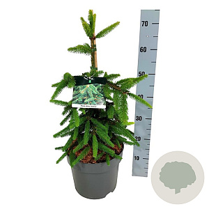 Picea a. 'Inversa' 50-60 cm 7,5L