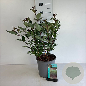 Cornus alba 'Kesselringii' 60-80 cm 6,5L