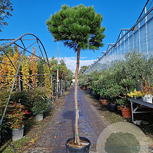 Pinus mugo mugo 180 cm stam 45L 14-16 lei 150x120