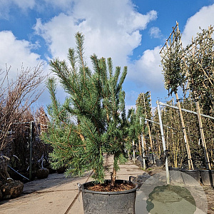 Pinus sylvestris 175-200 cm container meerstammig