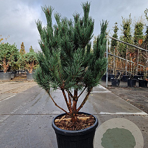 Pinus sylv. 'Watereri' 80-100 cm 30L