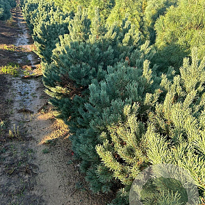Pinus sylv. 'Watereri' 100-125 cm draadkluit