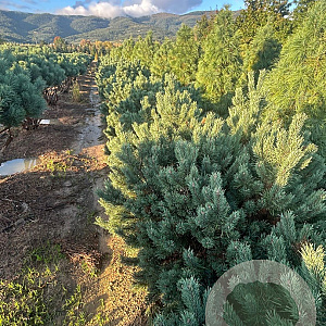 Pinus sylv. 'Watereri' 100-125 cm draadkluit