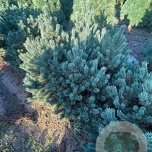 Pinus sylv. 'Watereri' 100-125 cm draadkluit