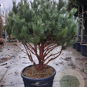 Pinus sylv. 'Watereri' 125-150 cm container paraplu