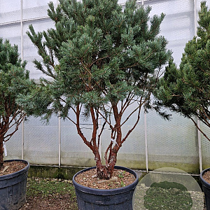 Pinus sylv. 'Watereri' 175-200 cm cont. 175L piramide