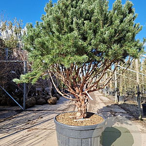 Pinus sylv. 'Watereri' 200-250 cm cont. 230L paraplu